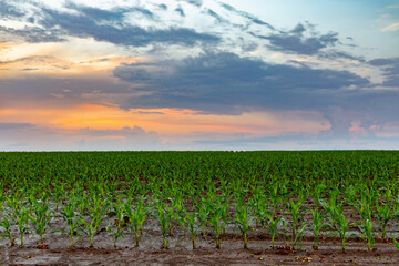 First spring shoots of green sprouts of corn on farm field after rain with dew drops in dark wet ground at dawn.