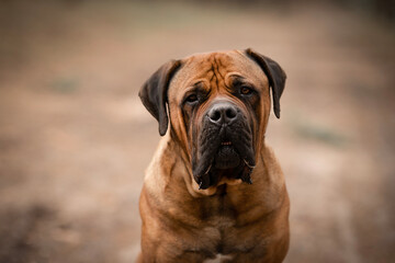 Obraz premium South African Boerboel mastiff dog detail of head