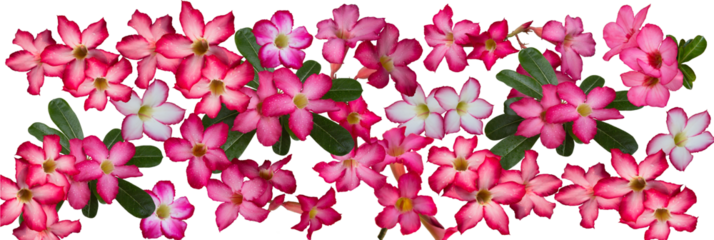 Adenium obesum flowers with other names like Desert rose, Mock Azalea, Pink bignonia or Impala lily. It has pink flower with 5 petals. White background, isolated, panorama picture, PNG file.
