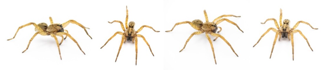 Tigrosa annexa is a species of wolf spider in the family Lycosidae. It is found in the United...