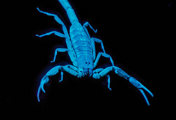 Wild adult Hentz Striped bark Scorpion - Centruroides hentzi - UV ultraviolet black light isolated on black background, front view from above