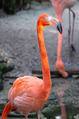 beautiful flamingo bird in wildlife. flamingo bird with pink feather. exotic flamingo bird outdoor.