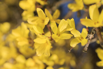 Yellow flowers on forsythia bushes against the blue sky in the park
