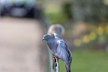 Close-up Of Squirrel On Fence