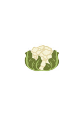 Whole cauliflower vegetable, Minimalist drawing of cauliflower, handmade. Healthy vegan food.Image isolated on transparent background