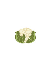 Whole cauliflower vegetable, Minimalist drawing of cauliflower, handmade. Healthy vegan food.Image isolated on transparent background