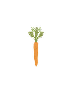 illustration of a carrot with top, hand drawn vegetable, isolated image.