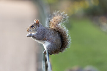 Eastern Gray Squirrel (Sciurus carolinensis) enjoys a snack
