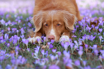 dog in crocus flowers. Pet in nature park, outdoors. close-up, pink nose