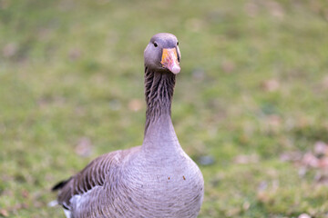 graylag goose standing in a grassy field