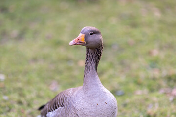 graylag goose standing in a grassy field