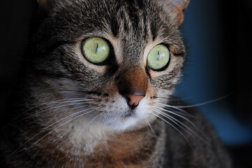 Beautiful green eyed tabby cat