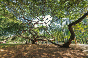 Java Fig Tree / Ficus benjamina Moraceae / in Royal Botanical Garden Peradeniya, Sri-Lanka