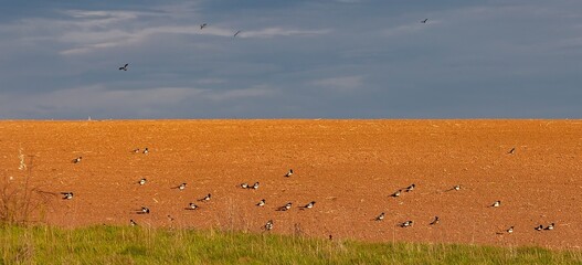Spring field lit by the evening sun with a flock of magpies. Birds in springtime in search of food.