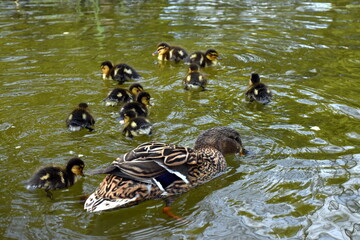 Entenfamilie im Freiburger Stadtgarten