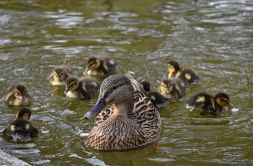 Entenfamilie im Freiburger Stadtgarten