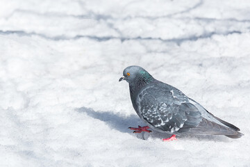 A beautiful pigeon sits on the snow in a city park in winter.