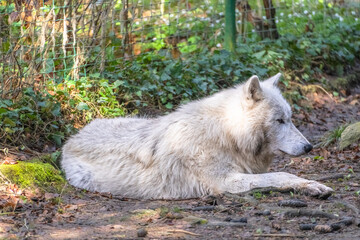 Arctic wolf couple at Servion Zoo