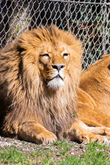 Couple of lions at the zoo basking in the sun