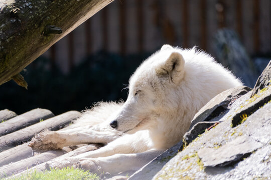 Arctic wolf couple at Servion Zoo