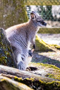 Bennett's Wallaby Family at Servion Zoo