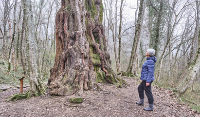 Fototapeta na wymiar Elderly woman looking at old poplar tree in relic forest.