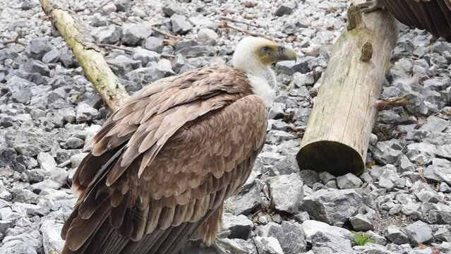 un bel esemplare di avvoltoio nel suo habitat