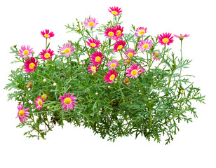 Pink and red flowers isolated on white. PNG file.