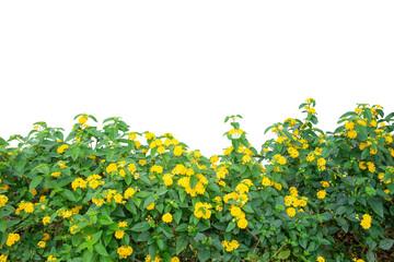 Field of yellow flowers isolated on white. PNG file.