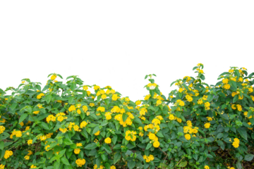 Field of yellow flowers isolated on white. PNG file.