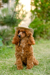 A brown poodle puppy sits in the yard on the grass in the summer in a cowboy hat and scarf. Cowboy poodle costume for Halloween.