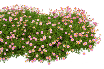Pink flowers isolated on white. PNG file.