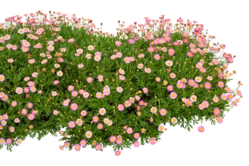 Fototapete Blumen Pink flowers isolated on white. PNG file.  © johannes
