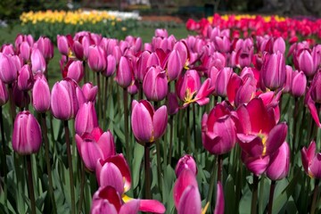 many beautiful read-pink tulips in the garden