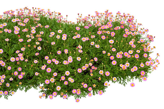 Pink flowers isolated on white. PNG file.