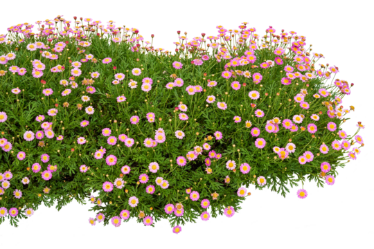Pink flowers isolated on white. PNG file.