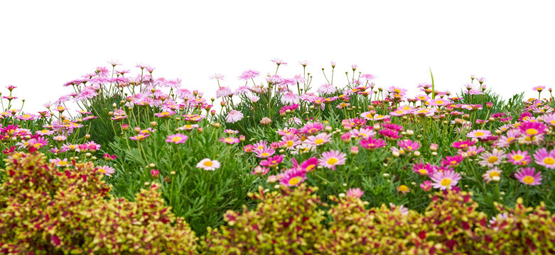 Field of flowers isolated on white. PNG file.