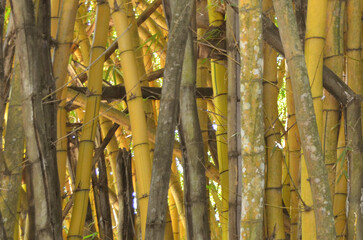 bamboo forest background