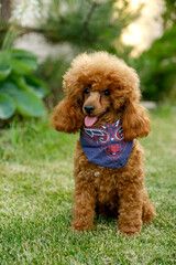 A brown poodle puppy sits in the yard on the grass in the summer in a cowboy hat and scarf. Cowboy poodle costume for Halloween.
