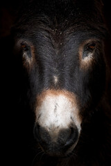 An artistic portrait of a donkey with studio lighting on a black background. Concept: Sad lovely pet