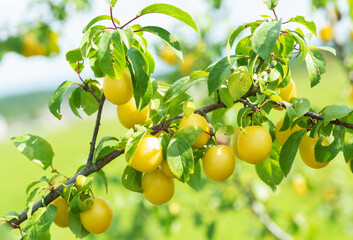 Ripe yellow plums on a tree