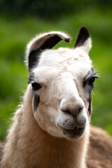 A vertical closeup of a lama alpaca with a  cute face. Bokeh and dark background. Concept: alpaca...
