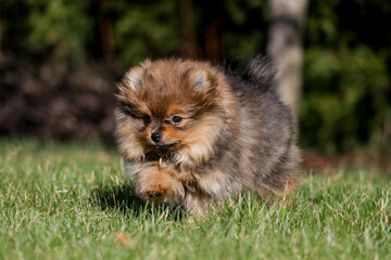 Cute small pomeranian spitz puppy portrait in summer