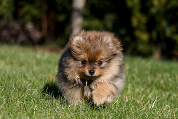 Cute small pomeranian spitz puppy portrait in summer