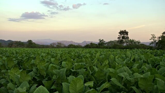 Cultivo de Tabaco 