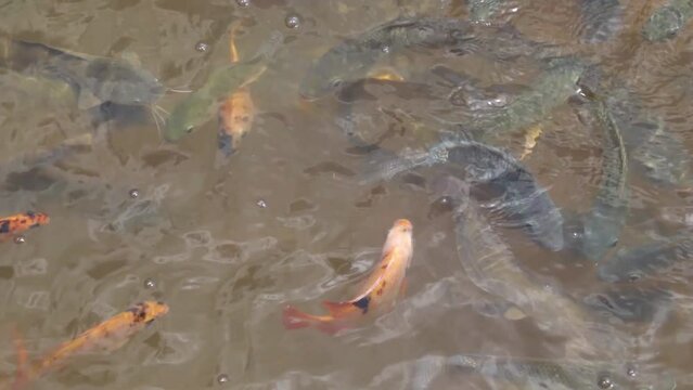 Various size group of Tilapia, pangas catfish, nile tilapia, gold fish, and catfish fish farm pond, growing fish in a traditional soil based pond all together.