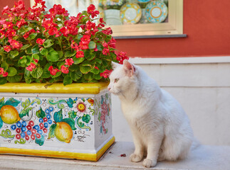 white cat sits near a vase of red flowers, Positano, Amalfi Coast, Italy