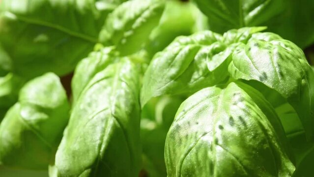 una bella pianta di basilico con foglie verdi intense
