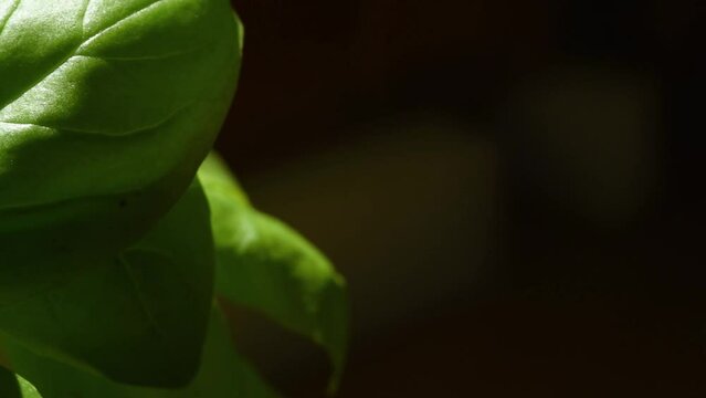 una bella pianta di basilico con foglie verdi intense