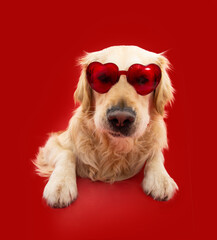 Puppy dog love celebrating valentine's day. Isolated on red background